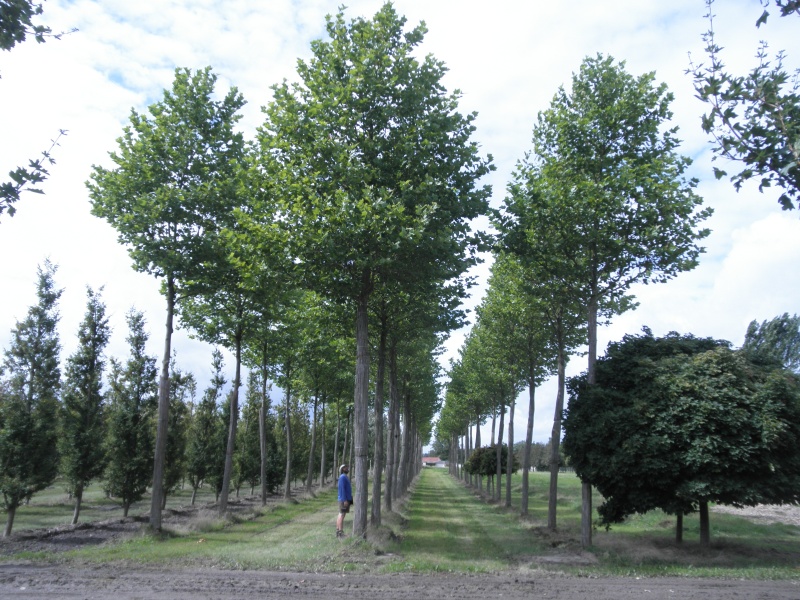 Platanus acerifolia